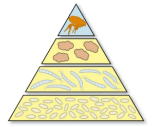 piramide de la pulga