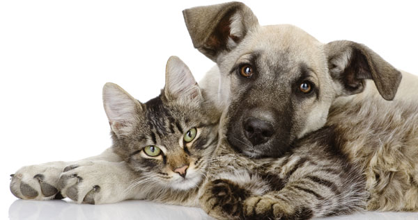 esterilizacion en perros y gatos