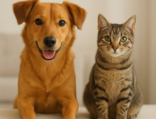 Com evitar que la teva mascota tingui paràsits externs: consells essencials