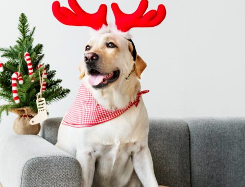 Com protegir les vostres mascotes durant les vacances de Nadal