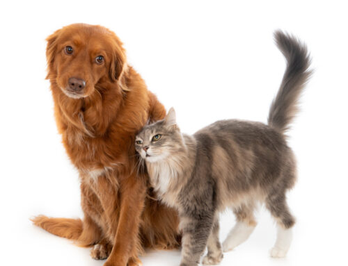 Esterilització en gossos i gats