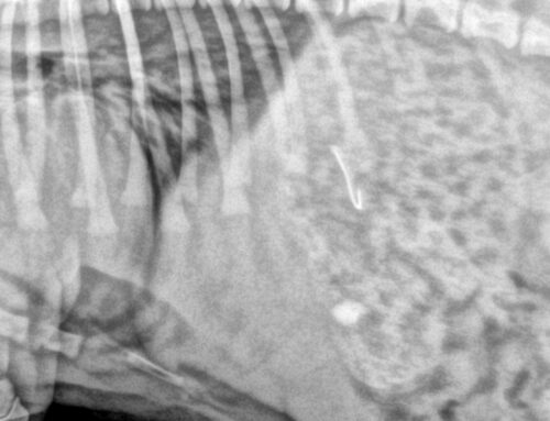 Els hams, un perill al passejar els gossos per la costa